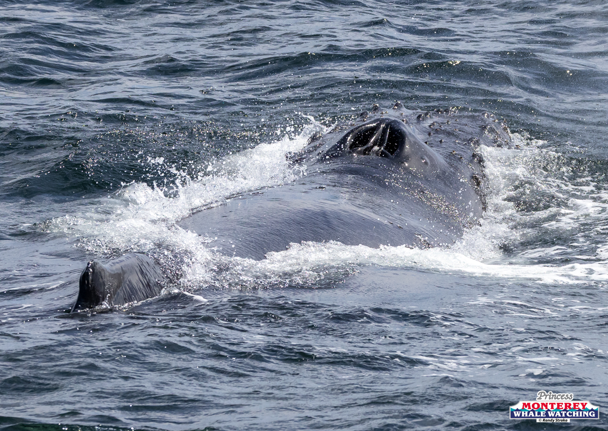 Whale partially submerged in ocean water with nose and head visible.
