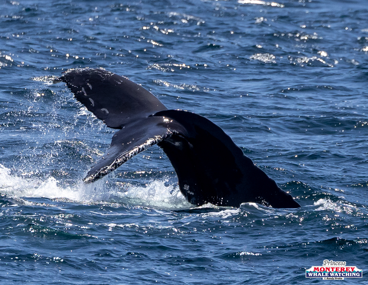 Whale tail emerging from ocean water.