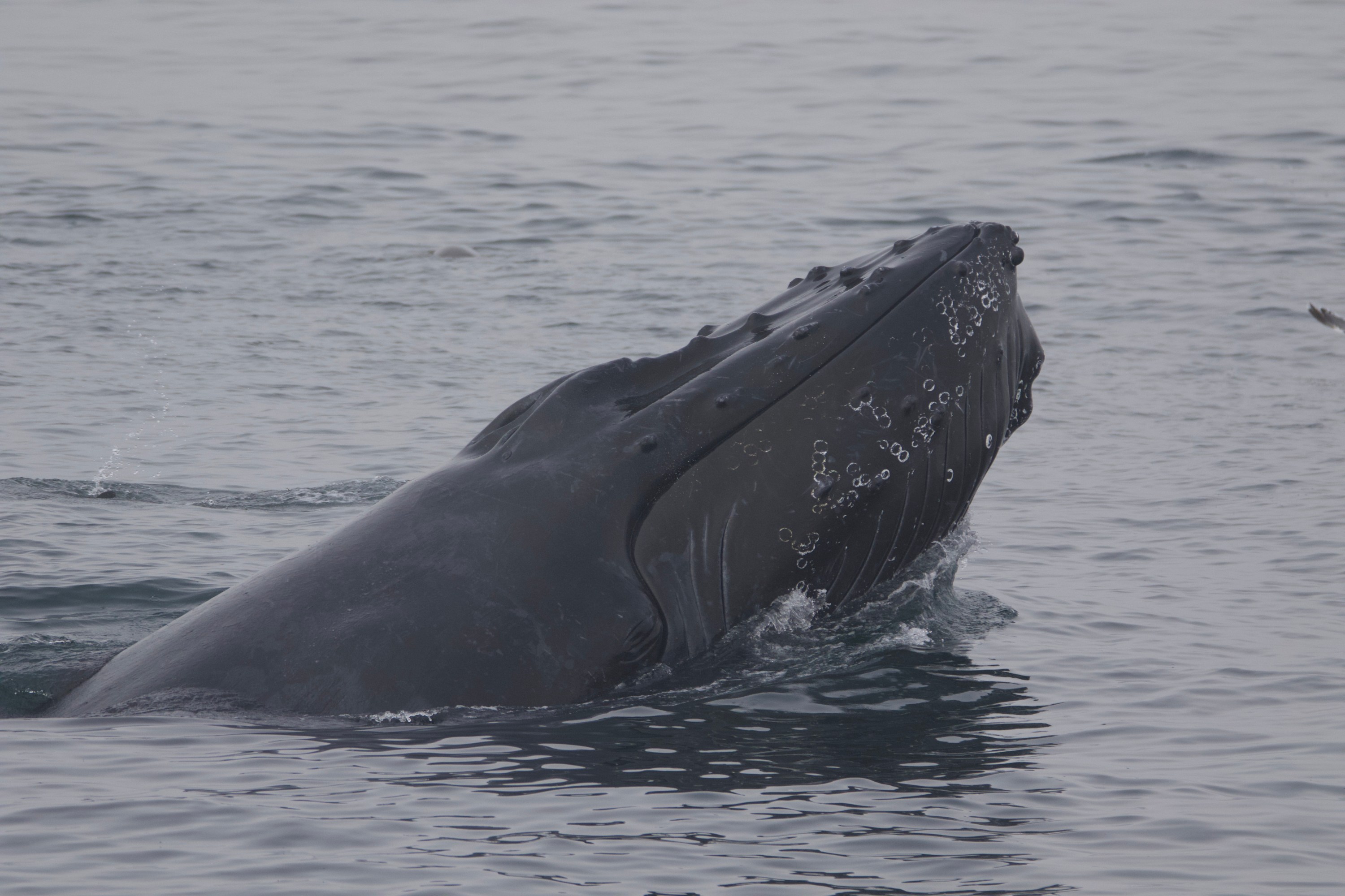 Humpback whale emerging from water.