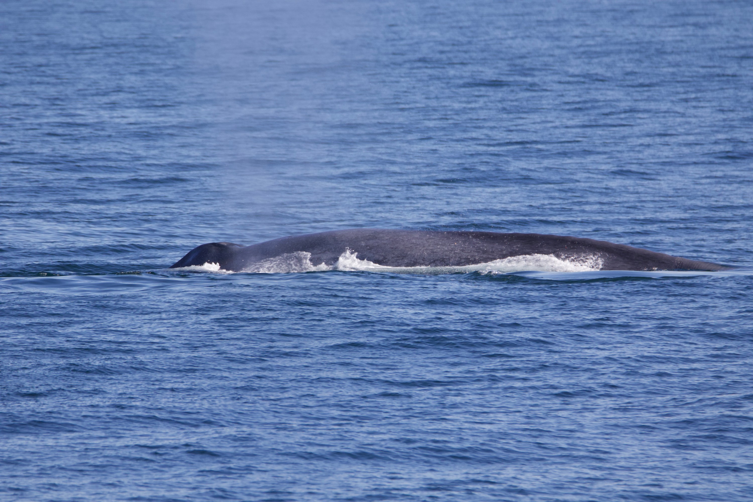Whale surfacing with water spout on a calm ocean.