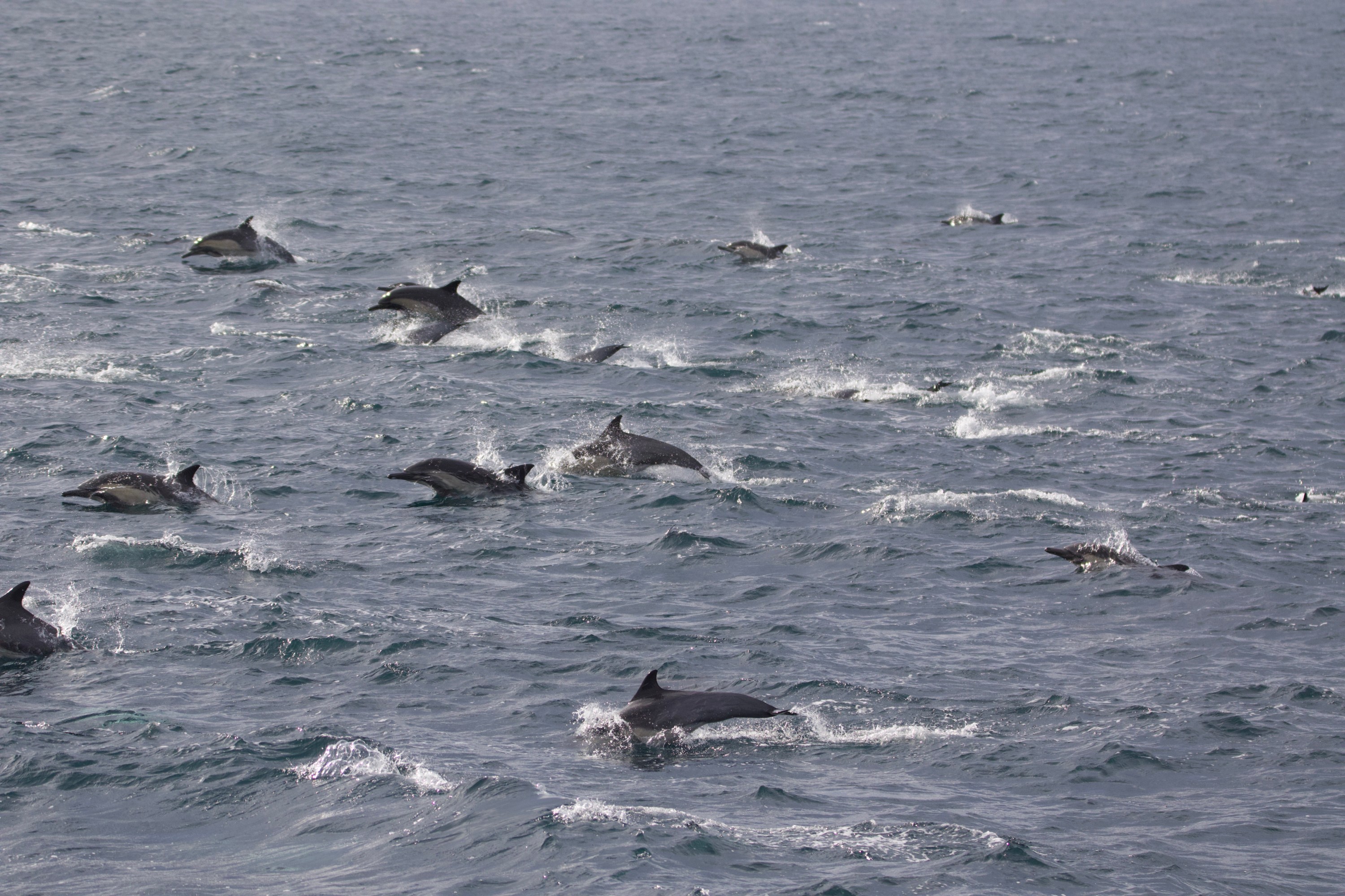 Group of dolphins swimming and leaping in the ocean water.