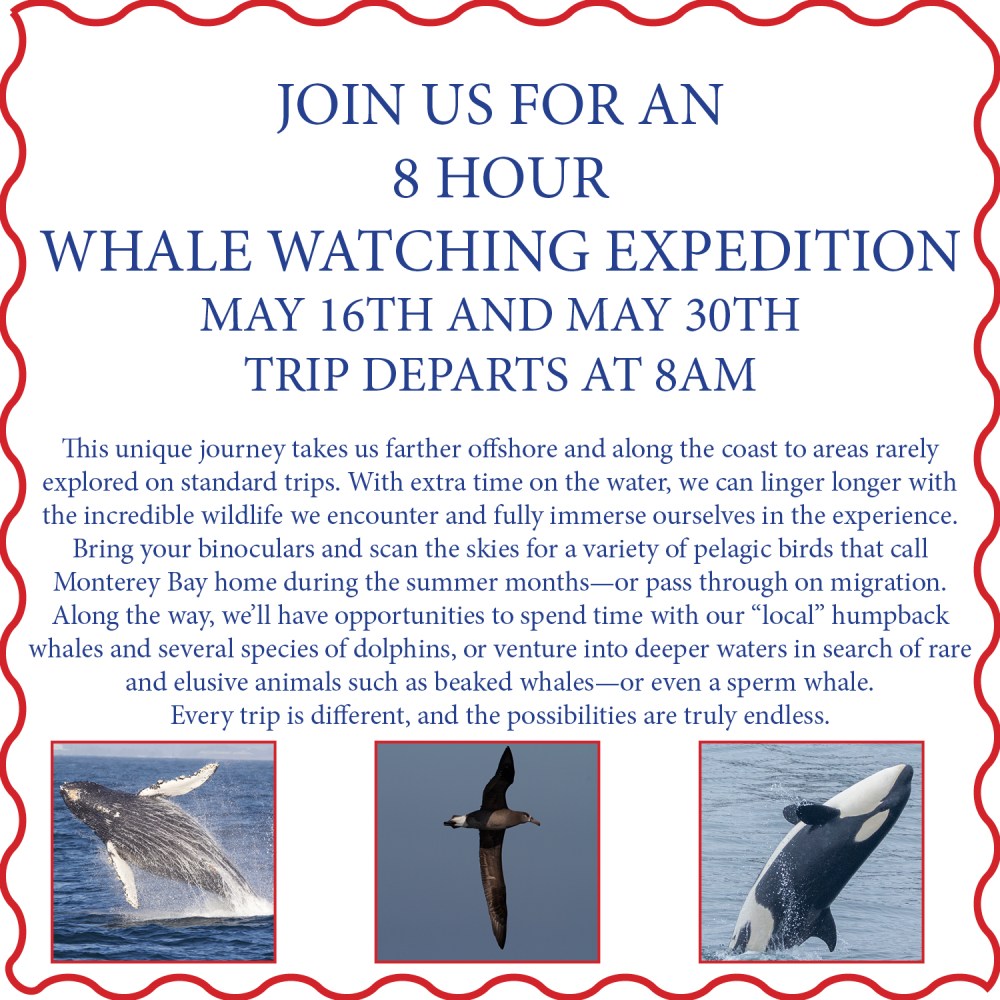 Flyer for whale watching expedition with images of whales.