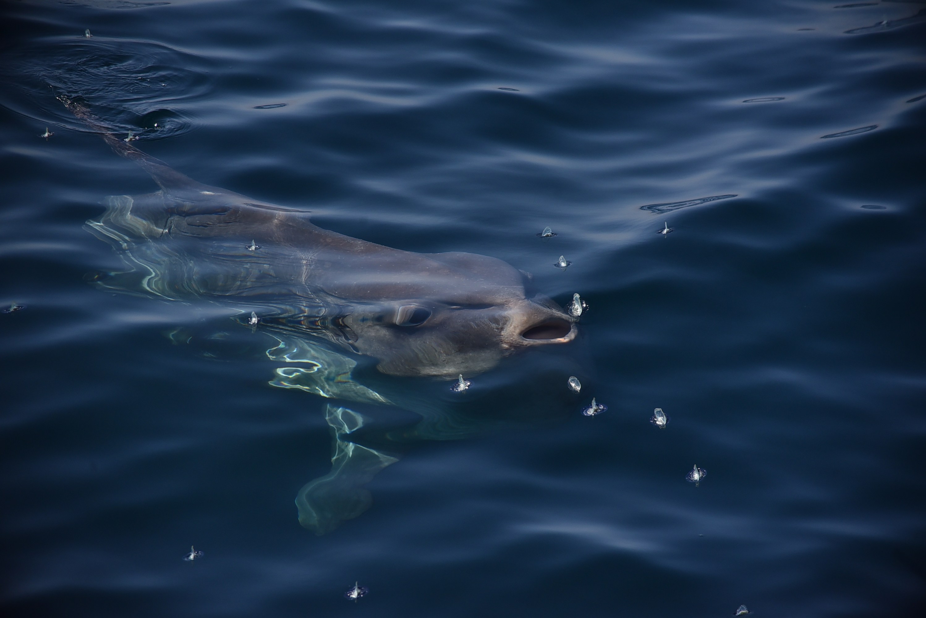 Dolphin swimming in dark blue water with head above surface.