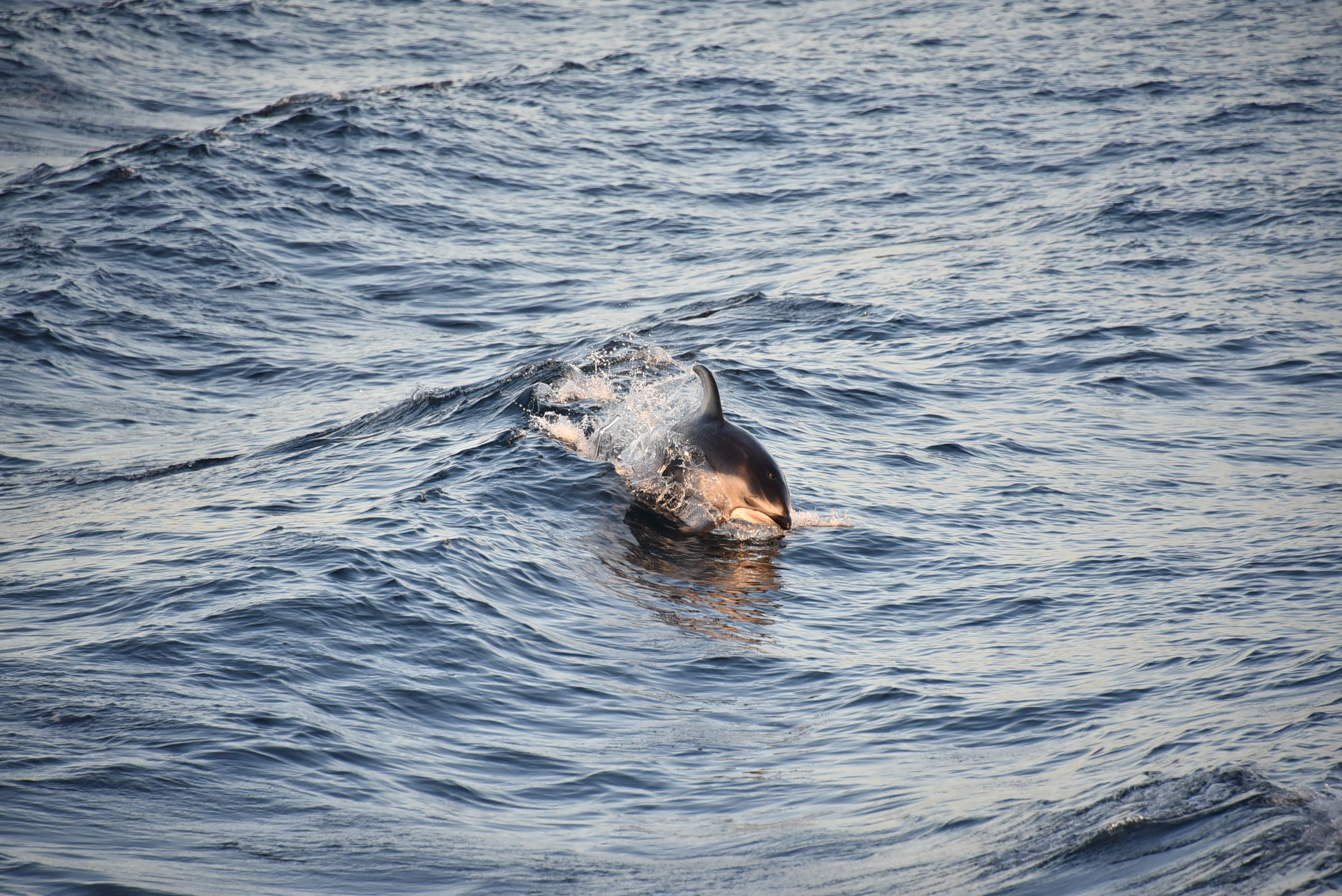 Dolphin swimming and partially emerging from the ocean waves.