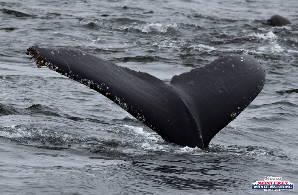 Whale tail above the water's surface in the ocean.