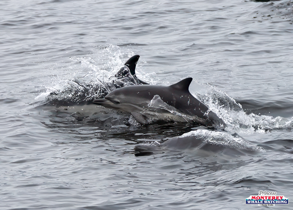 Group of dolphins swimming in the ocean, water splashing around them.