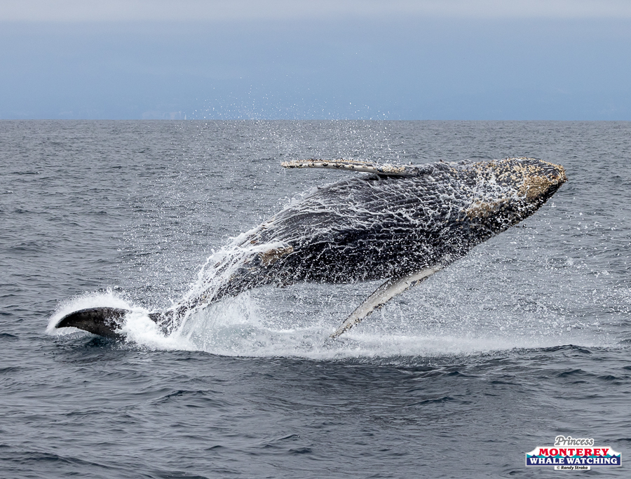 Humpback whale breaching the ocean surface.