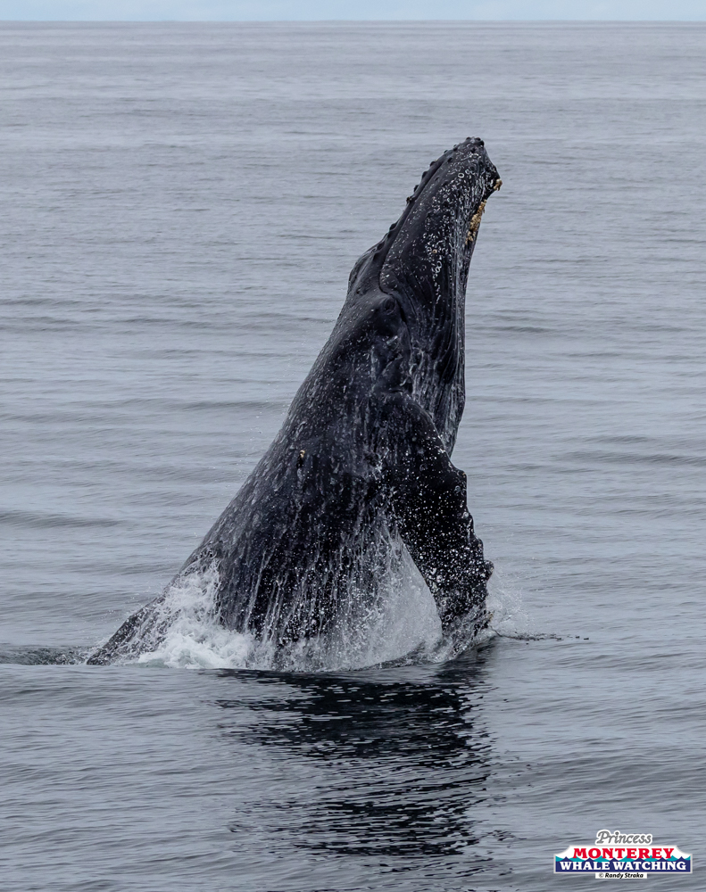 Humpback whale breaching from the ocean with visible barnacles.