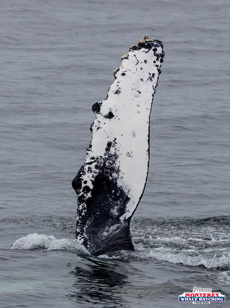 Humpback whale fin rising above water surface.