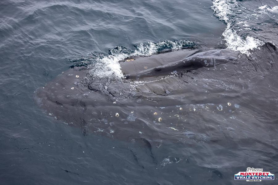 Whale surfacing in ocean water with a visible eye and barnacles.