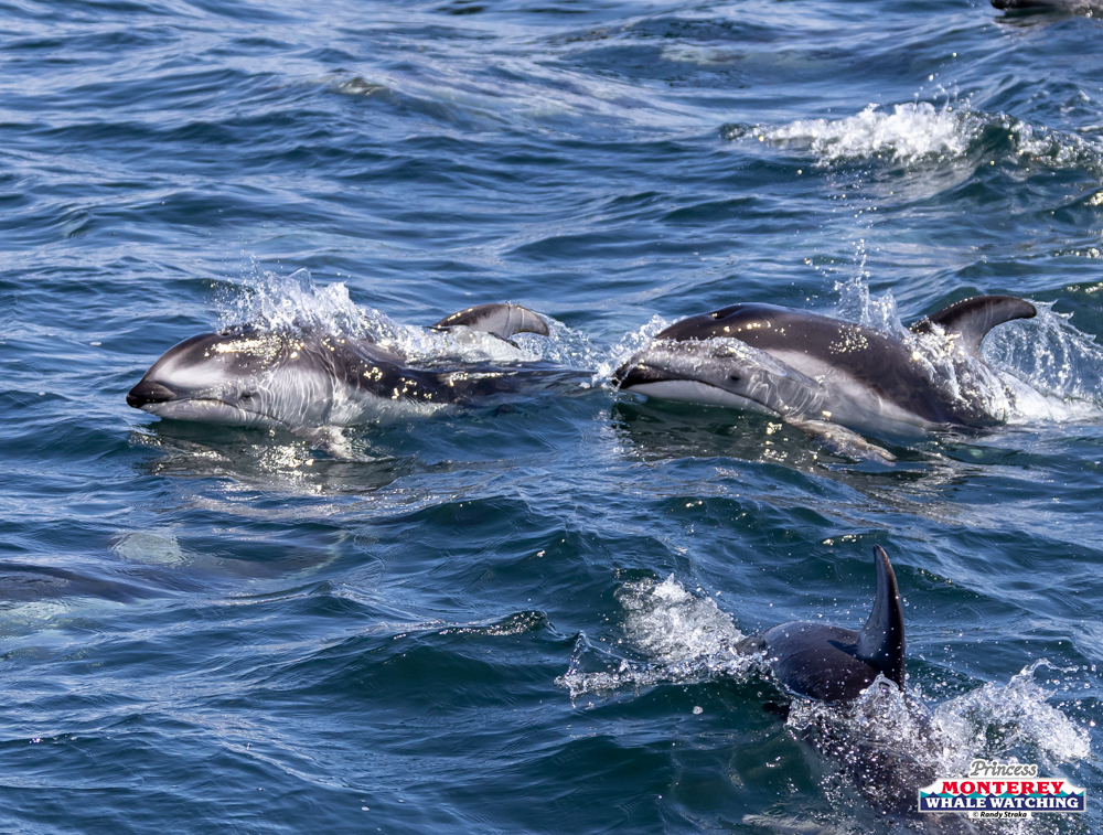 Dolphins swimming and splashing in the ocean.