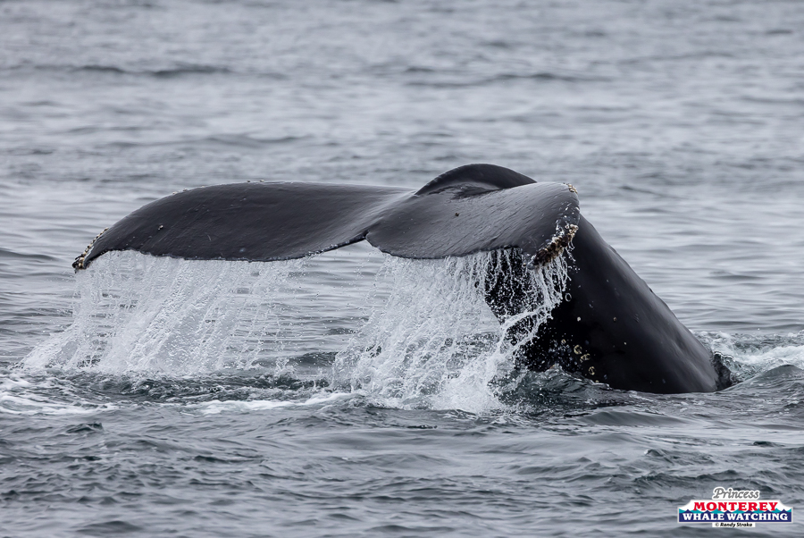 Whale's tail emerging from the ocean water.