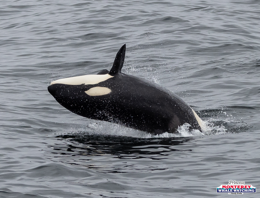 Orca breaching from the ocean surface with water splashing around.