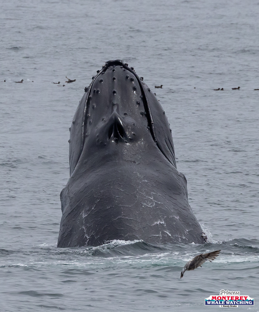 Whale breaching water near birds and a seagull in flight.