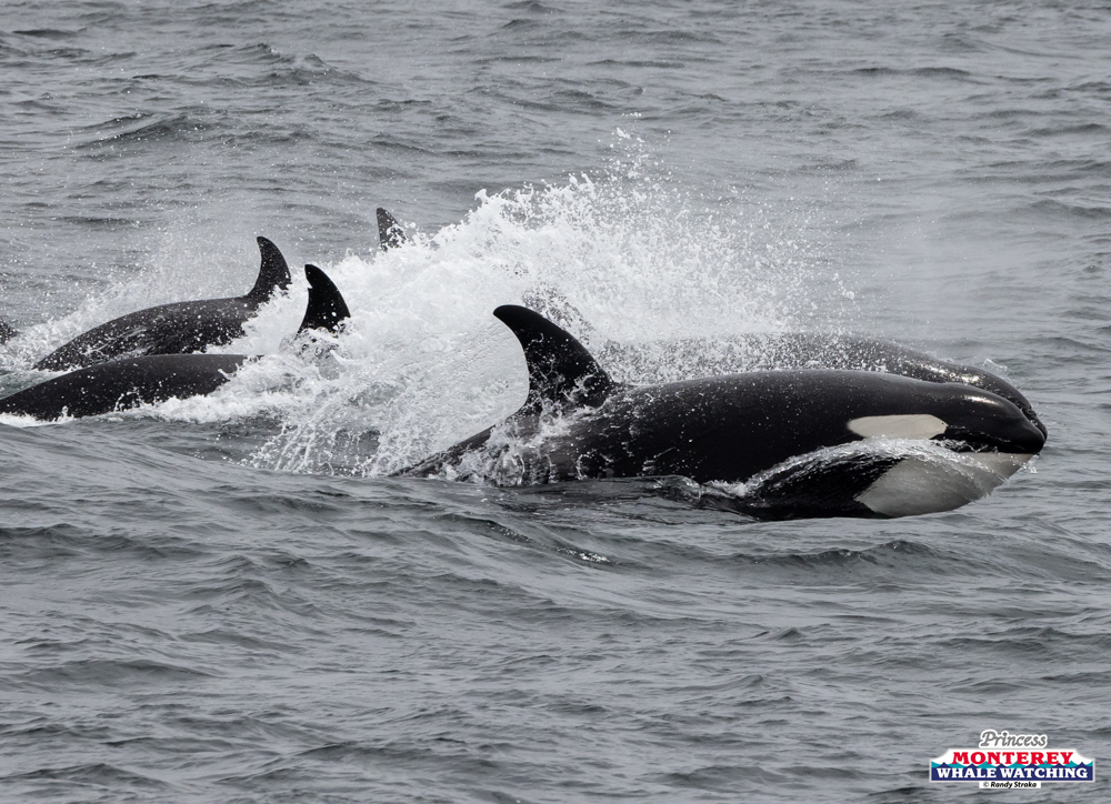 Three orcas swimming together in the ocean with water splashes.