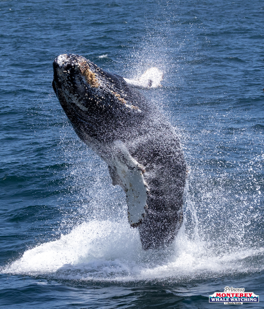 Humpback whale breaching out of ocean water with splashes.