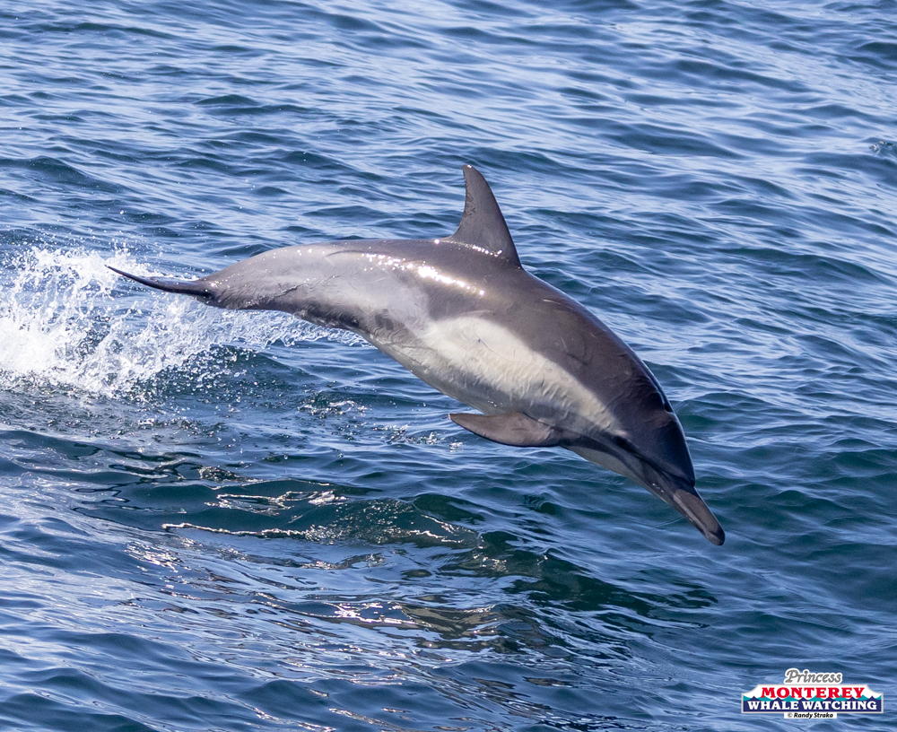 Dolphin leaping out of the water in the ocean.