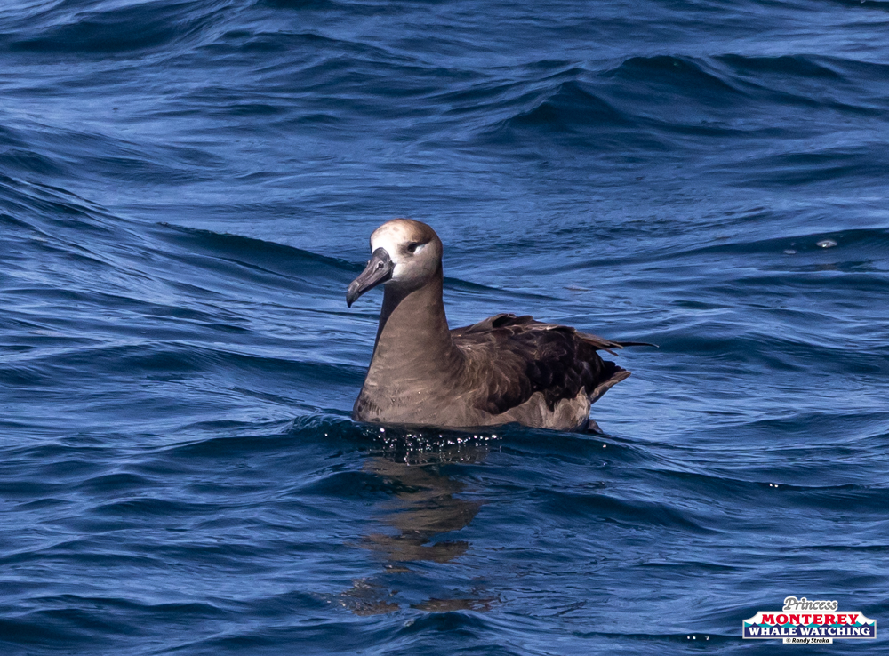 Albatross with brown and white plumage floating on the ocean.