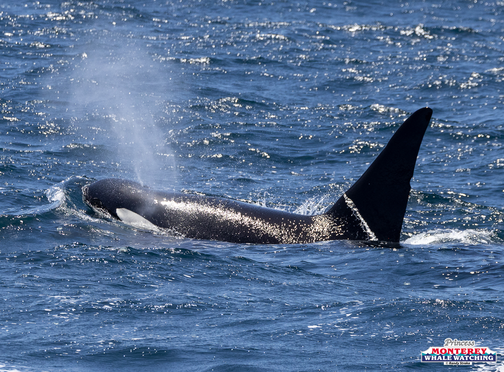 Orca swimming in ocean, water spraying from blowhole.