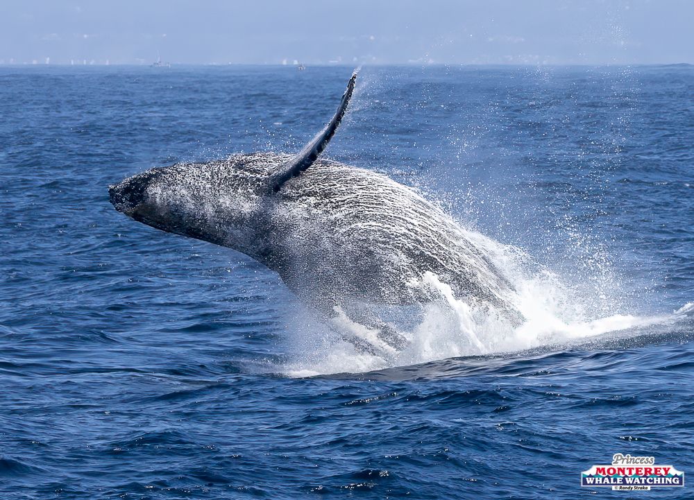 Whale breaching out of the ocean, splashing water against a blue sky.