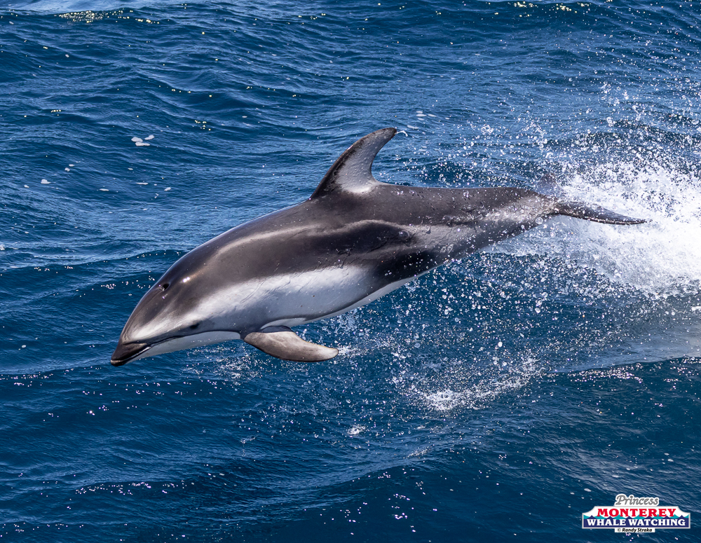 Dolphin jumping out of ocean water, clear blue sky.