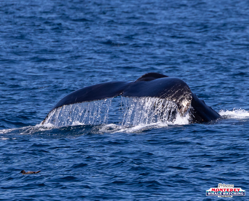 Whale tail emerging from ocean with water cascading off it.