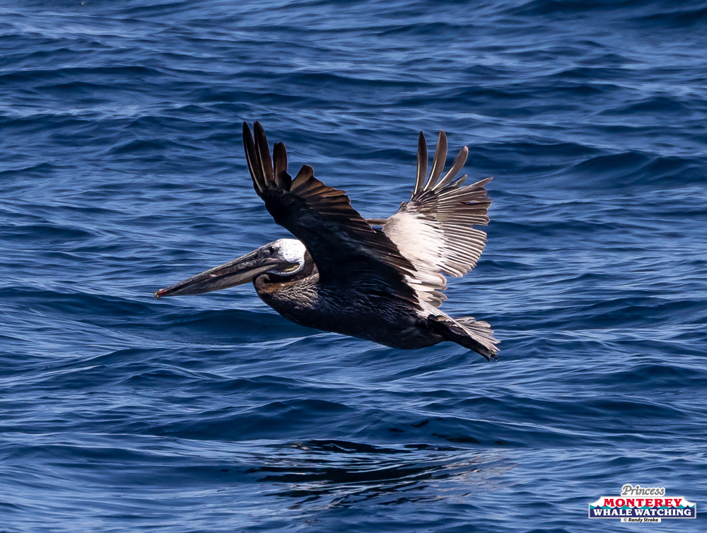 Brown pelican flying over ocean with wings spread.