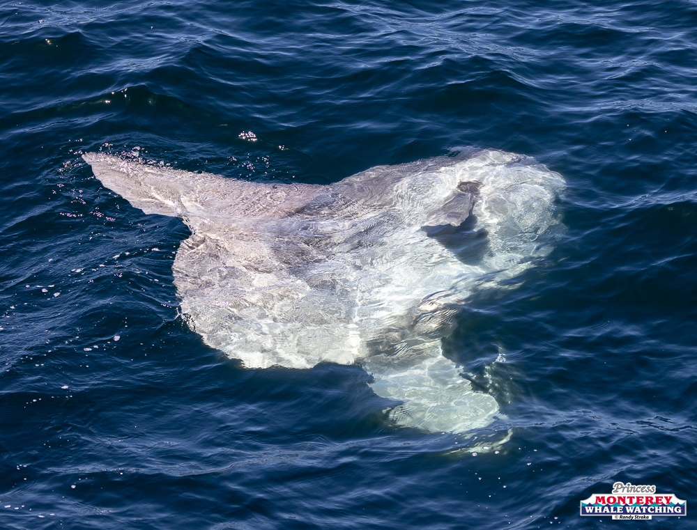 Mola mola fish swimming near the ocean surface, partially submerged.