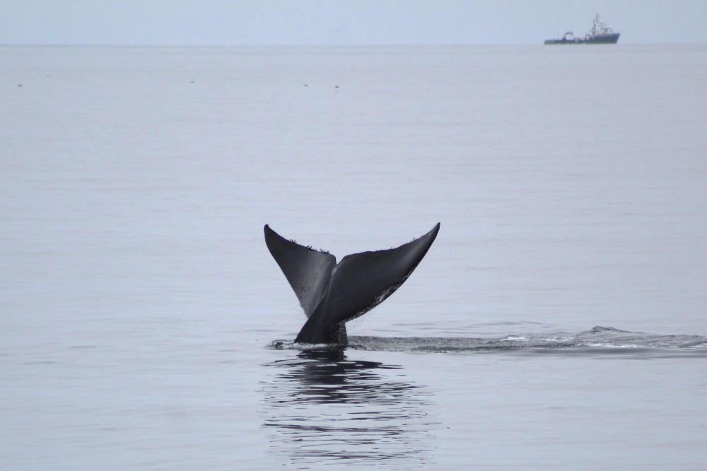 Whale tail above water with distant ship on calm sea.
