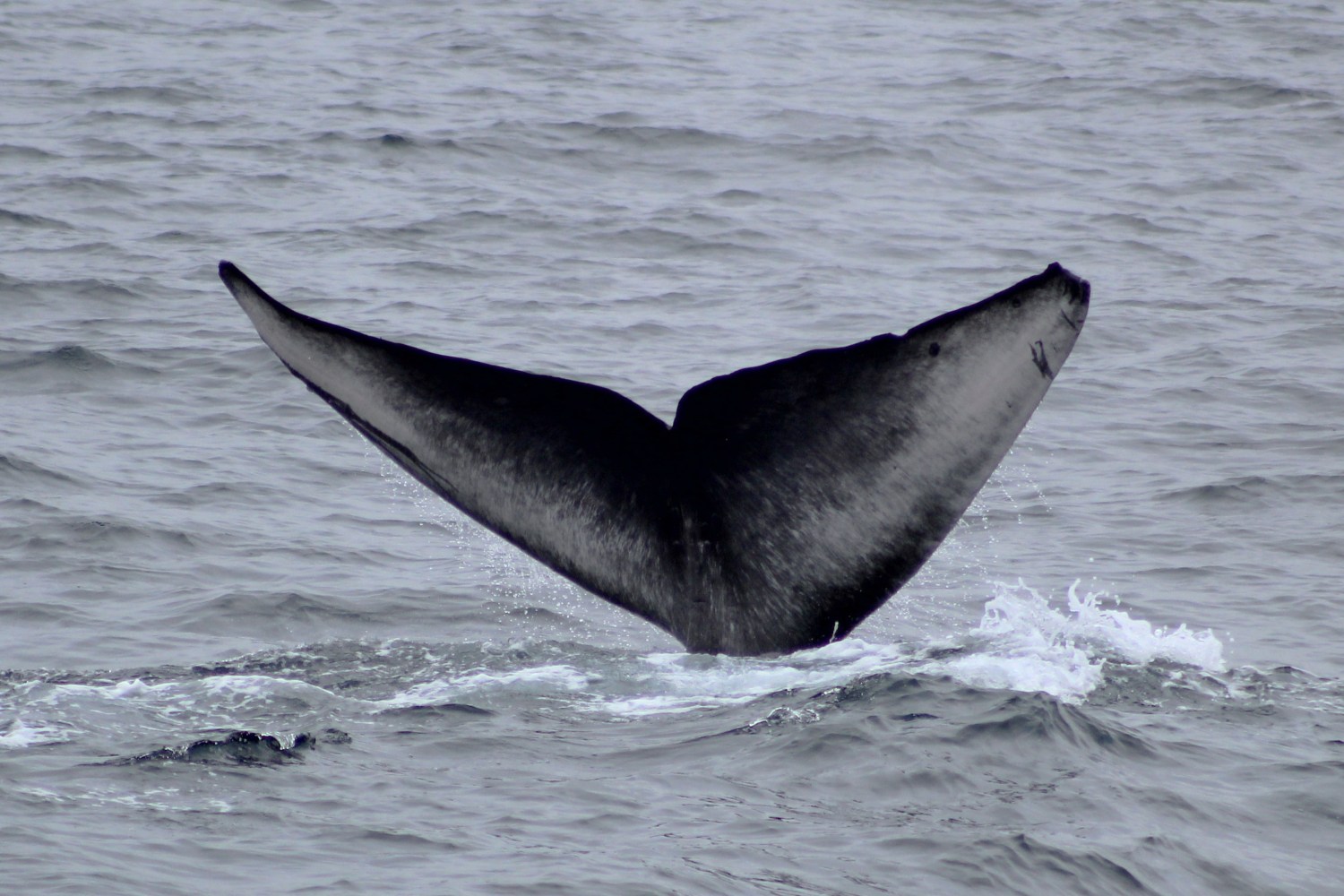 Whale tail emerging from ocean water