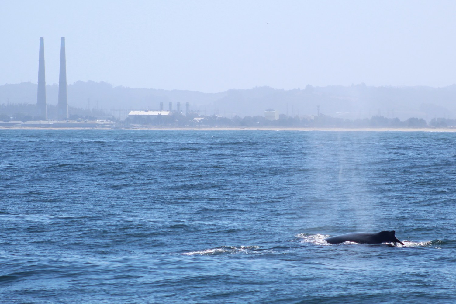 Whale surfacing with water spout near shore; industrial towers in background.