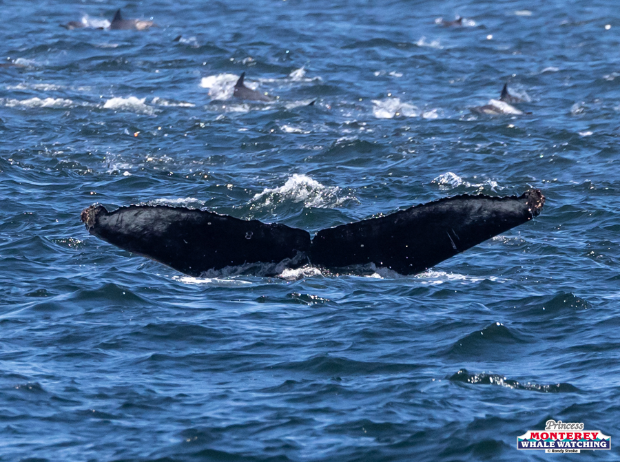 Whale tail above ocean surface with dolphins in the background.