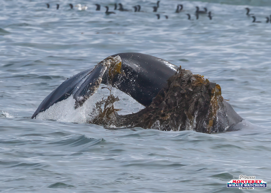 Whale fluke covered in seaweed emerging from the ocean.