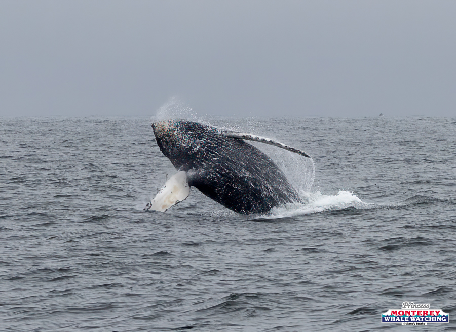 Humpback whale breaching in the ocean under a cloudy sky.