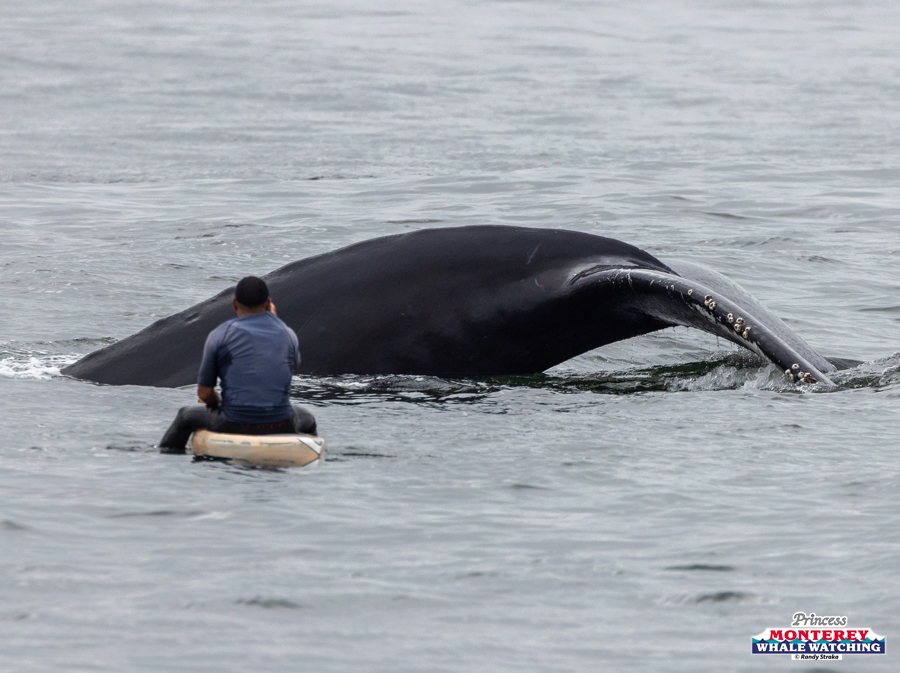 Person on paddleboard near a humpback whale in the ocean.