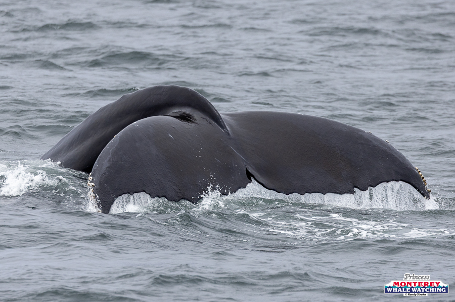 Humpback whale tails visible above ocean water surface.