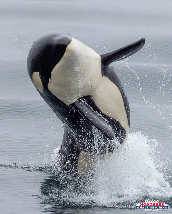 Orca breaching water surface, partially out of the ocean.