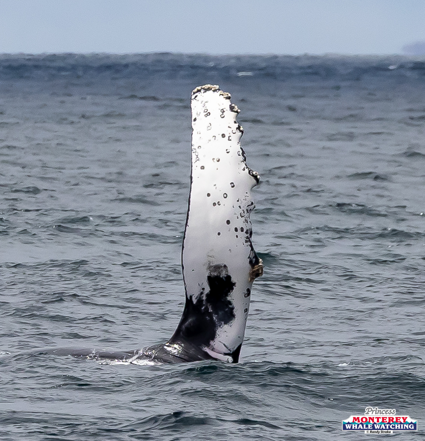 Humpback whale fin above ocean surface near distant horizon.