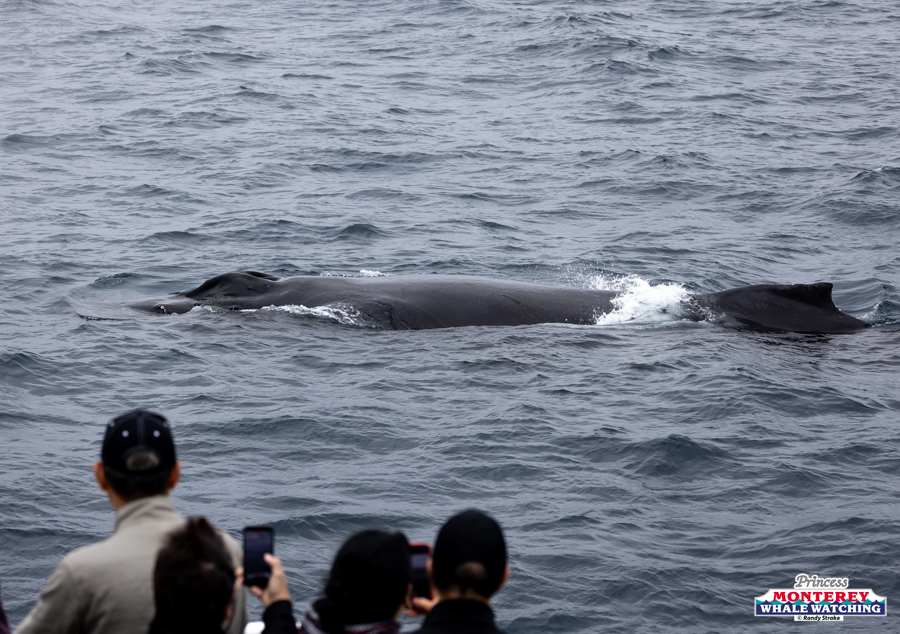 Whale surfacing in the ocean near onlookers with cameras.