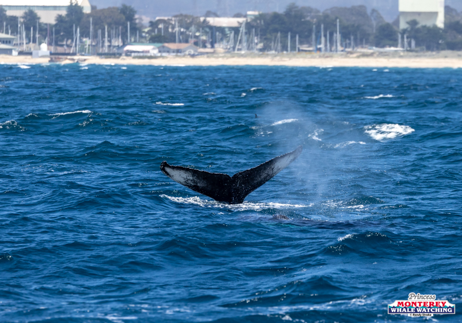 Whale tail emerging from ocean with coastline in background.