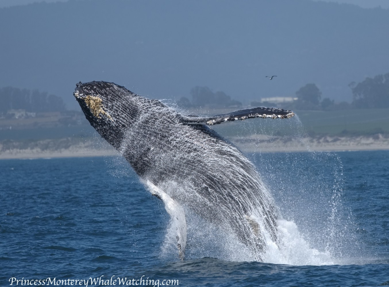 Humpback whale breaching out of the water with splash.