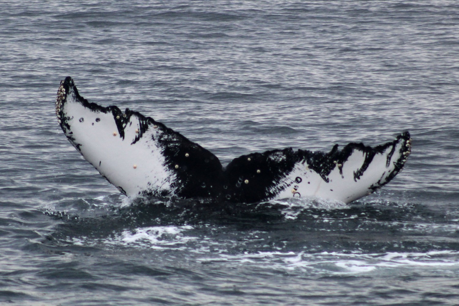 Whale tail with barnacles emerging from ocean water.