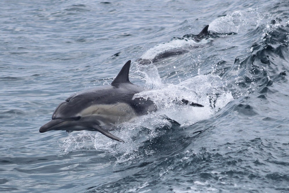 Two dolphins swimming and jumping in the ocean.