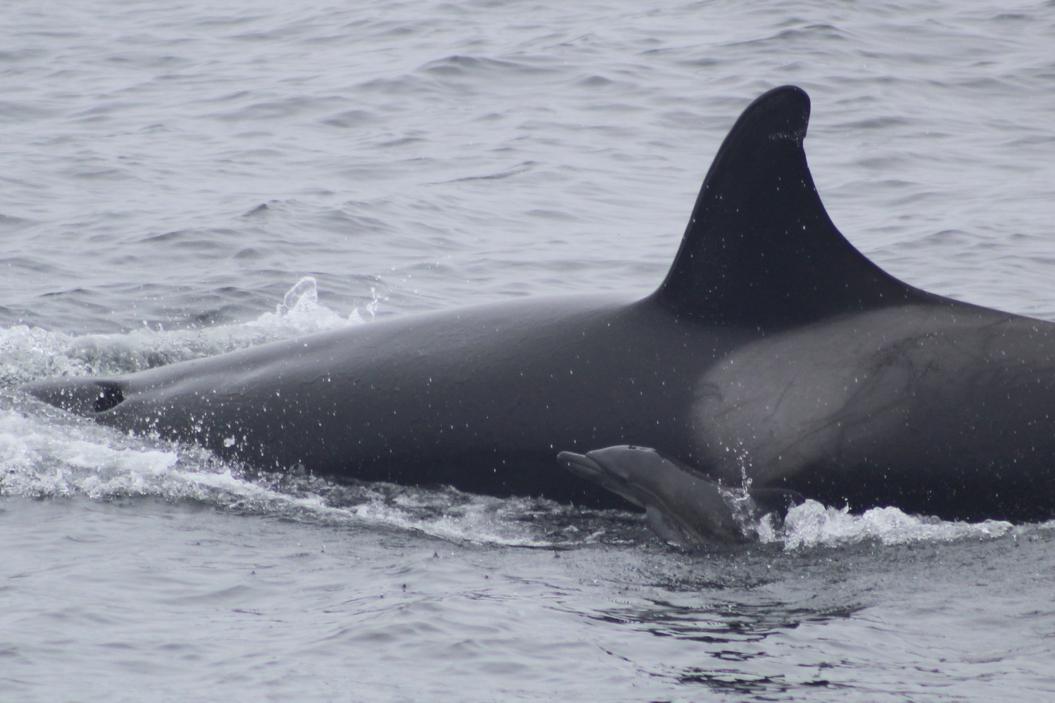 Orca swimming with a small dolphin in the ocean.