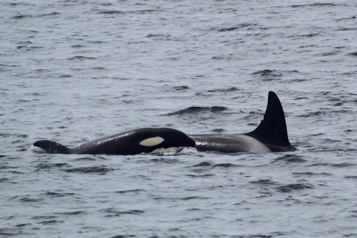 Two orcas swimming in the ocean, dorsal fins visible above water.