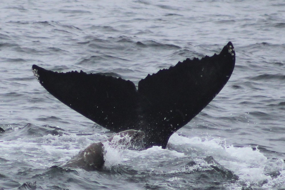 Whale tail above ocean waves, showing dark flukes