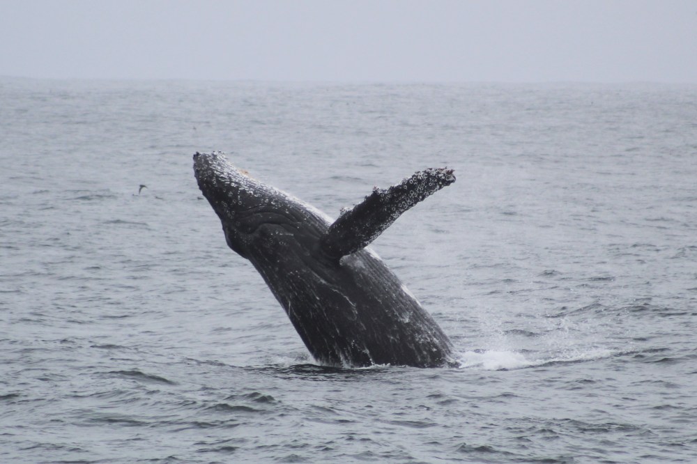 A humpback whale breaching the ocean surface.