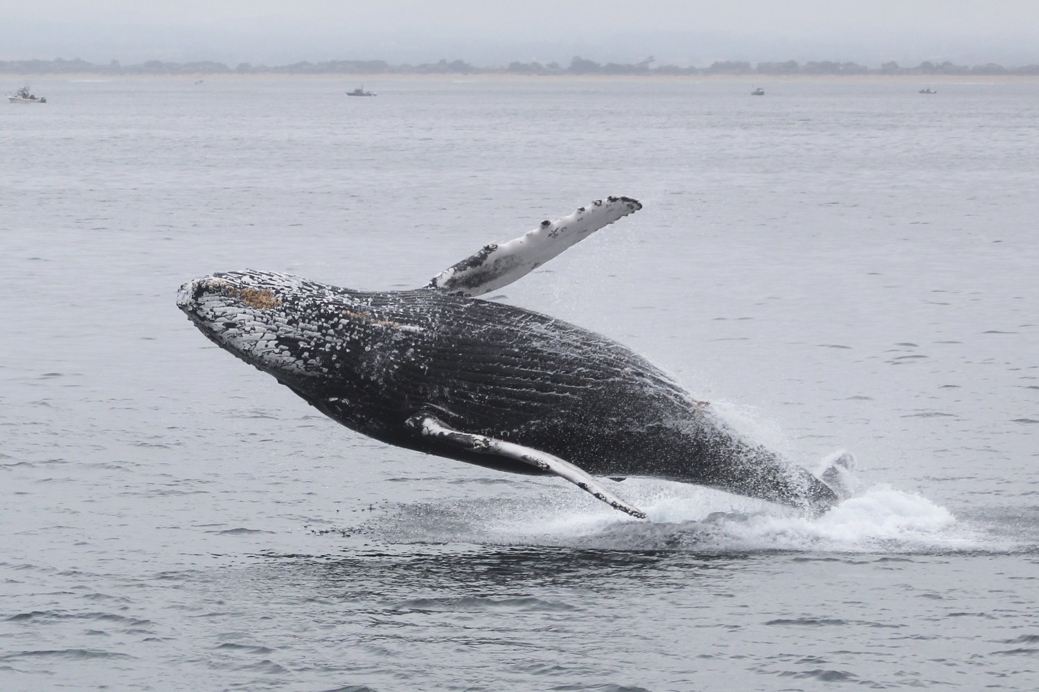 Humpback whale breaching out of the ocean with boats on the horizon.