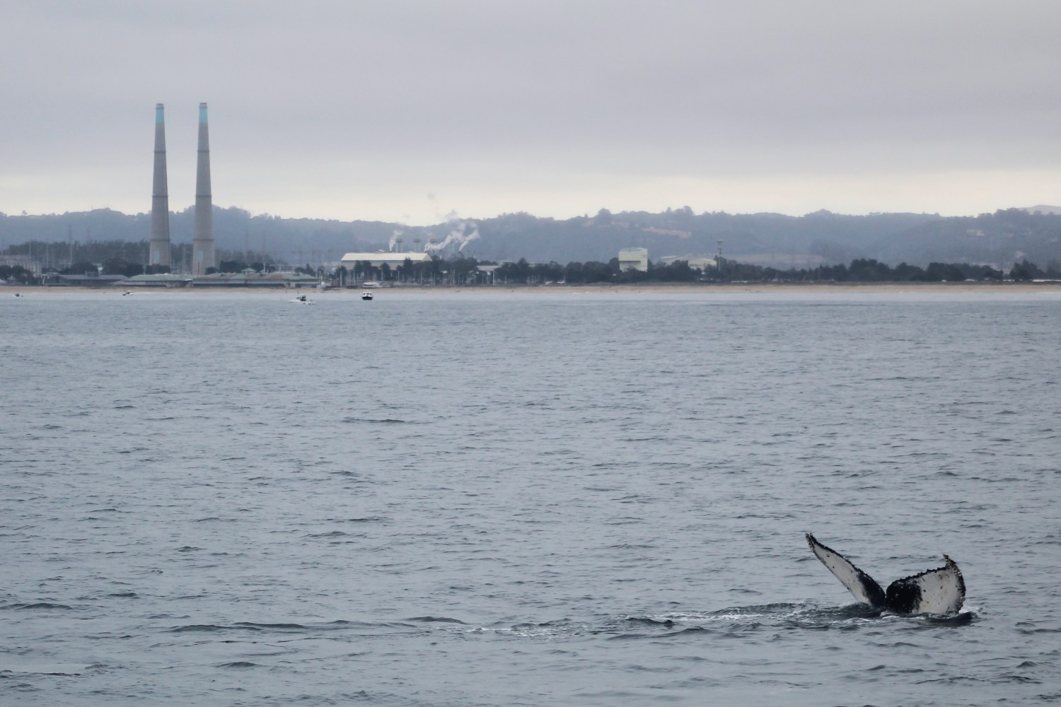 Whale's tail visible above water, with industrial buildings and smokestacks in the background.