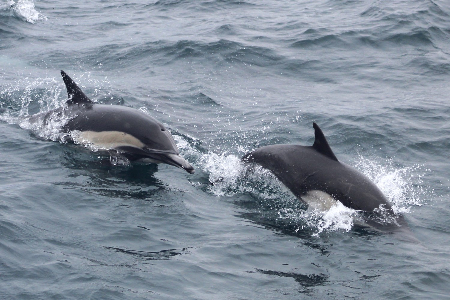 Two dolphins swimming in the ocean with splashes of water.